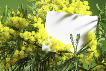 mimosa flowers with blank card
