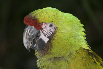 Military Macaw (Ara militaris)