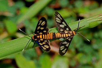Amata sp moth in the gardens