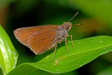 Obraz premium delaware skipper and leaf in the parks