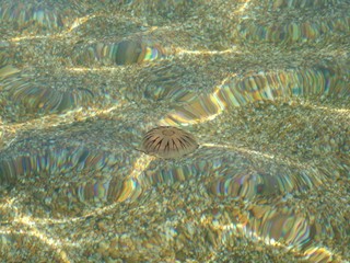 Jellyfish in the Sea