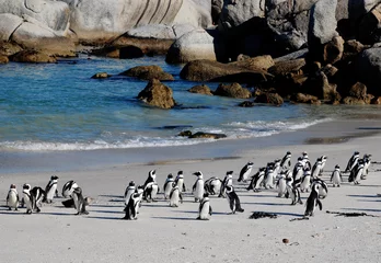 Papier Peint photo Afrique du Sud pingouins africains sur la plage de l& 39 océan Atlantique (Afrique du Sud)