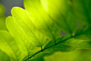 Feuille verte avec lumière douce