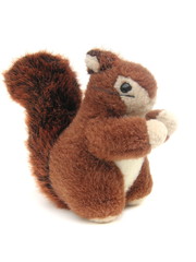 red squirrel