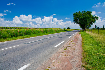 Route de campagne avec un arbre entourée de champs fleuris