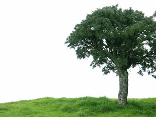 Fototapeta na wymiar drzewo, łąka