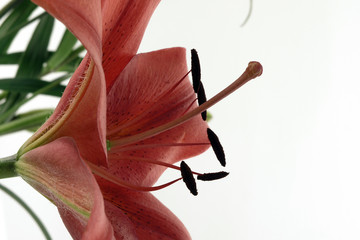 Orchid Profile