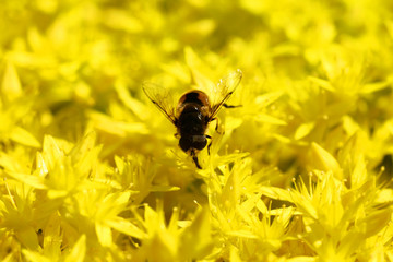 Yellow Flower with Insect