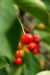 red cherries at the tree