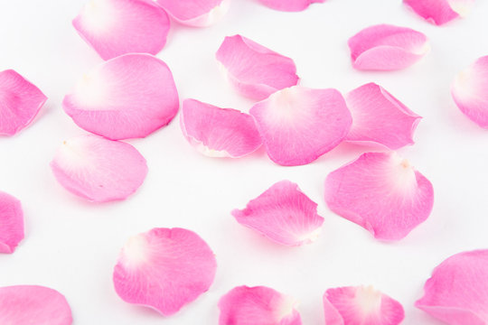 Rose petals on white backgruond