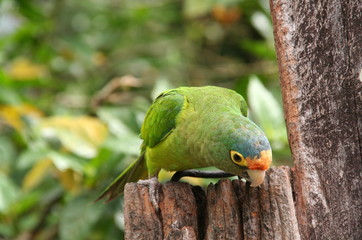 Perroquet