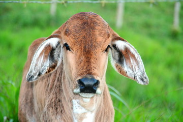 Veau