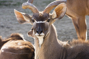 Obraz premium mammifère sauvage