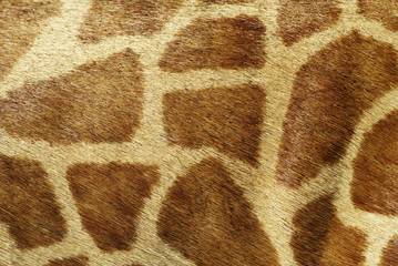 Giraffe Background