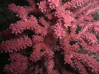 Paramuricea clavata