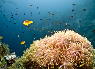 Fototapeta na wymiar anemon i anemonefish