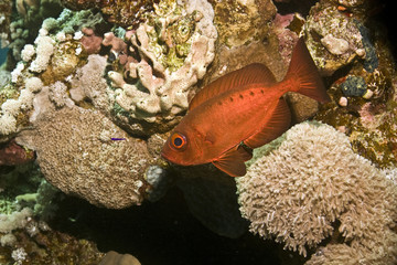 crescent-tail bigeye (priacanthus hamrur)