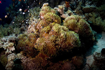 Fototapeta na wymiar Anemone i anemonefish