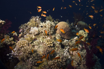 coral and fish