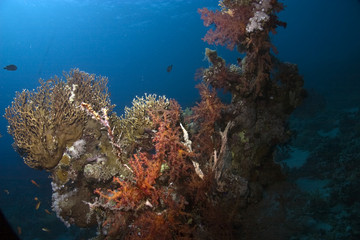 Fototapeta na wymiar koralowców i ryb