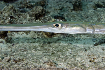 smooth cornetfish (fistularia commersonii)