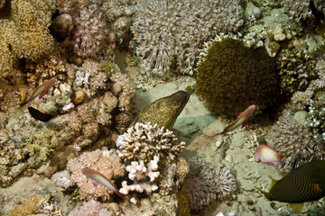 yellowmargin moray (gymnothorax flavimarginanatus)