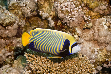 emperor angelfish (pomacanthus imperator)