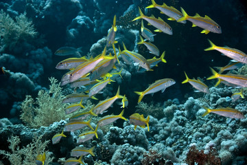yellowfin goatfish (mulloidichthys vanicolensis)