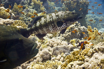 napoleonfish and coralgrouper