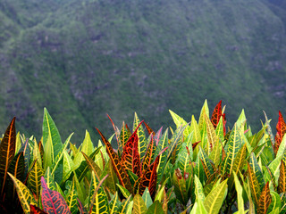 crotons de montagne © Unclesam