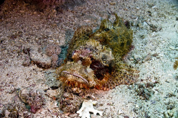 smallscale scorpionfish (scorpaenopsis oxycephala)