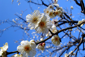 Floraison des pruniers au Japon