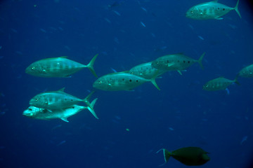 yellowspotted trevally (carangoides fulvoguttatus)