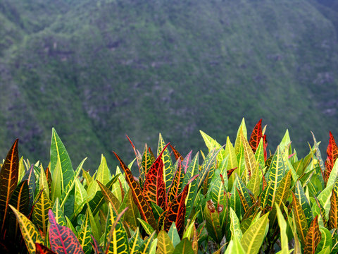 crotons de montagne