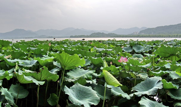 Lotus sur le  lac Hangzhou, Chine