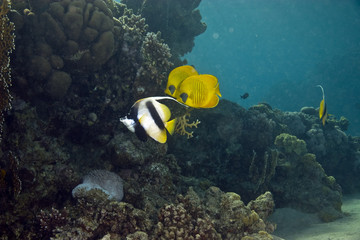 Fototapeta na wymiar butterflyfish i bannerfish
