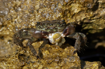 Crab on rock