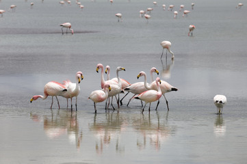 flamingos feeding in the lake