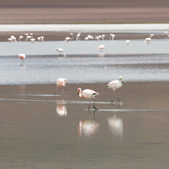 flamingos feeding in the lake