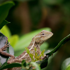 lézard à l'affût