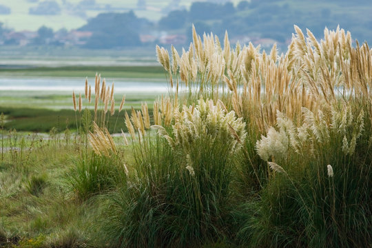 Wild Cortaderia selloana at Santo&ntilde;a marsh North of Spain
