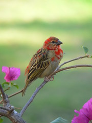 L'oiseau et le bougainvillier