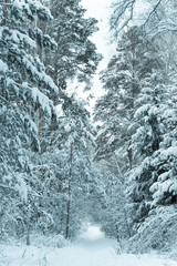 Snowy trail in forest