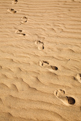 Fototapeta na wymiar Footprints on rippled beach sand
