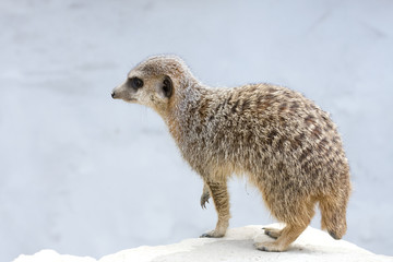 suricate