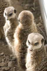 Fototapeta premium suricate