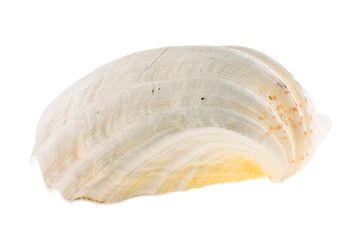 Sea cockleshell shined from below on a white background