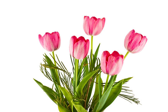 Pink tulips with drops of water on a white background