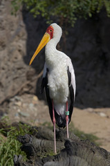 ibis