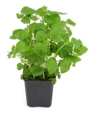 lemon balm on white, natural shadow ath the left side